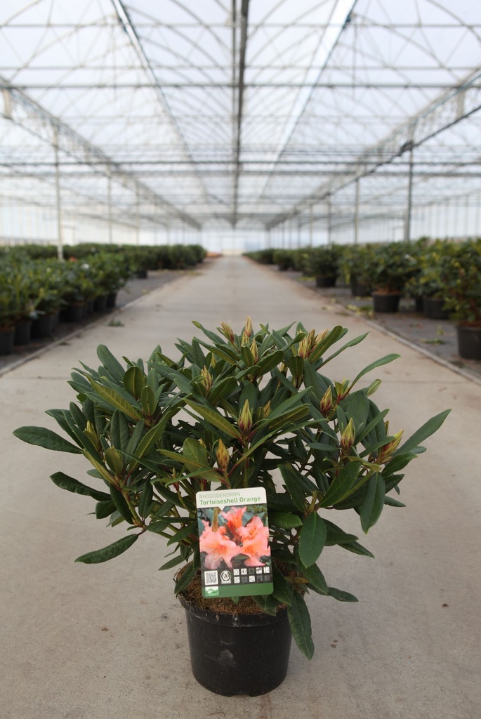 [P] Rhododendron 'Tortoiseshell Orange' cont. 5L 40-50 cm (orange) +p