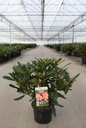 Rhododendron 'Tortoiseshell Orange' cont. 5L 40-50 cm (Orange) +B