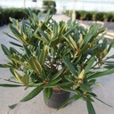 Rhododendron 'Tortoiseshell Orange' cont. 5L 40-50 cm (orange) +p