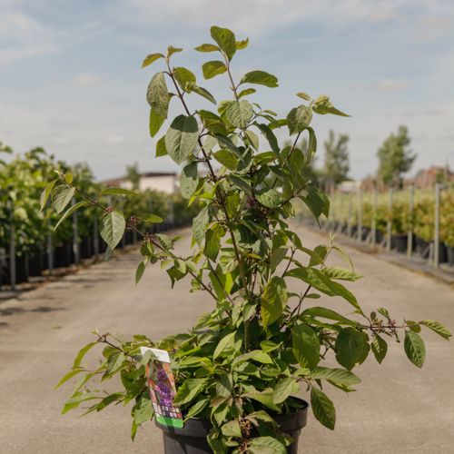 [P] Callicarpa bodinieri IMPERIAL PEARL® cont. 10L 60-80 cm +ф