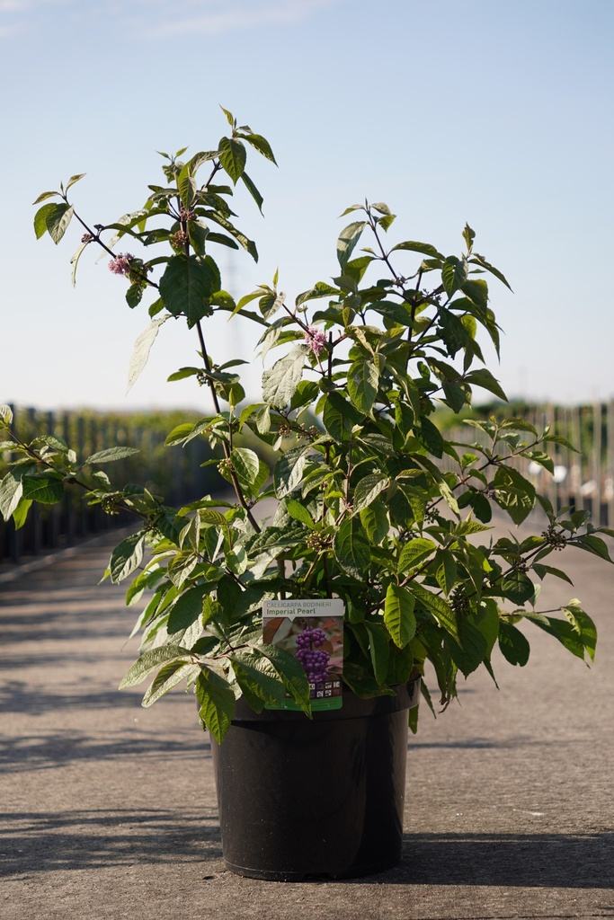 [P] Callicarpa bodinieri IMPERIAL PEARL® cont. 10L 60-80 cm +B
