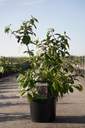 Callicarpa bodinieri IMPERIAL PEARL® cont. 10L 60-80 cm +f
