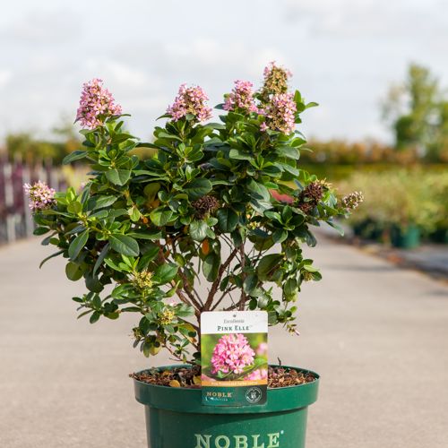 [P] Escallonia PINK ELLE (PBR) cont. 10L 60-80 cm +ф