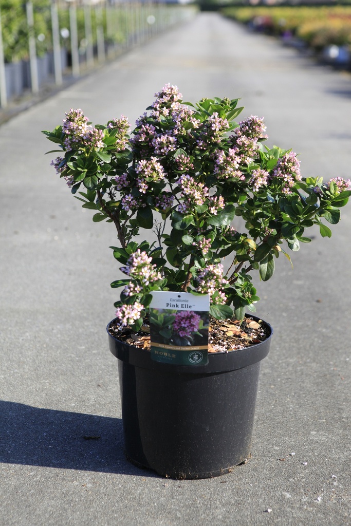 Escallonia PINK ELLE (PBR) cont. 10L 60-80 cm +f