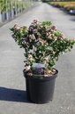 Escallonia PINK ELLE (PBR) cont. 10L 60-80 cm +f