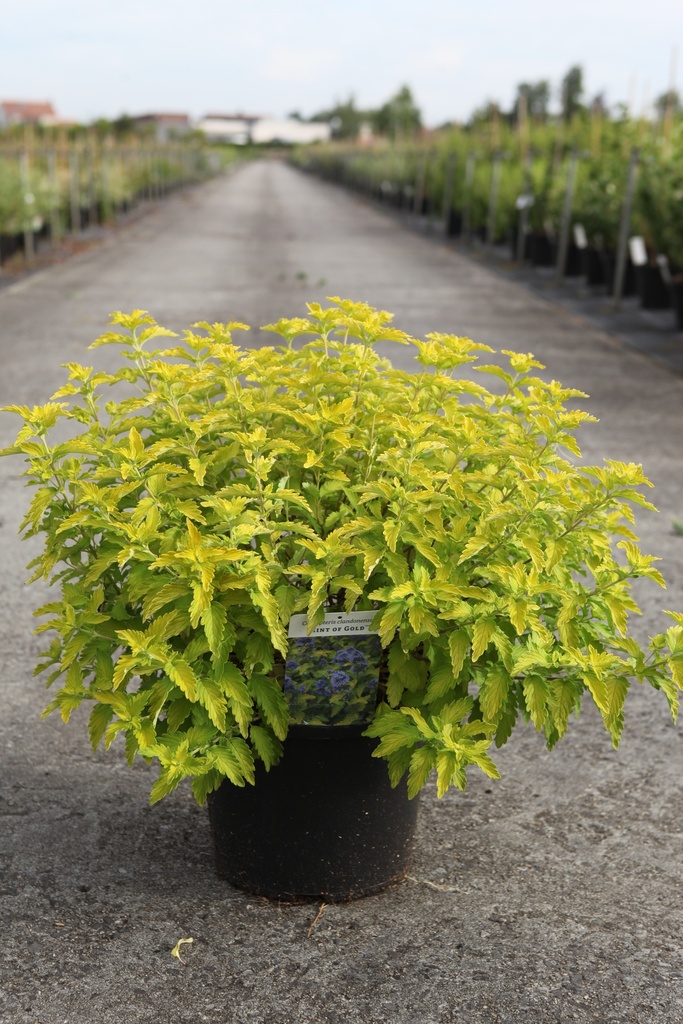 [P] Caryopteris clandonensis HINT OF GOLD (PBR) cont. 10L 40-50 cm +ф