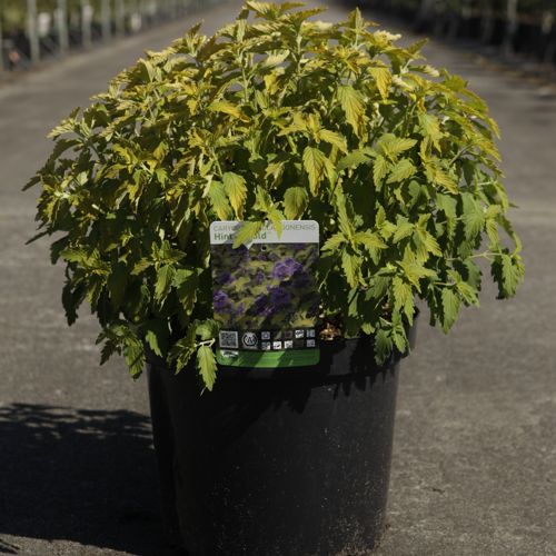 Caryopteris clandonensis HINT OF GOLD (PBR) cont. 10L 40-50 cm +B