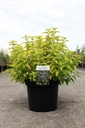 Caryopteris clandonensis HINT OF GOLD (PBR) cont. 10L 40-50 cm +ф