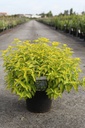 Caryopteris clandonensis HINT OF GOLD (PBR) cont. 10L 40-50 cm +f