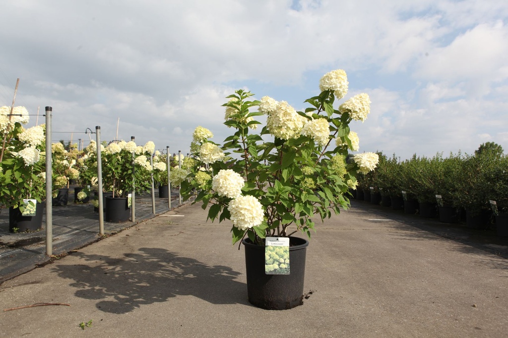 [P] Hydrangea paniculata 'Limelight' (PBR) cont. 12L 80/+ cm +B