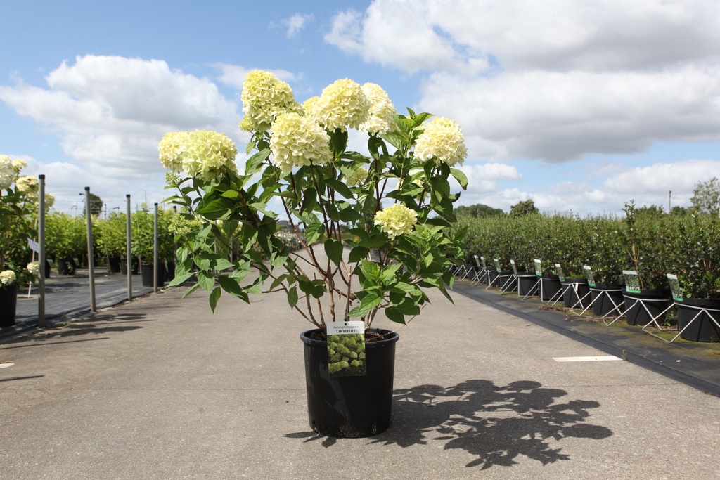 Hydrangea paniculata 'Limelight' (PBR) cont. 12L 80/+ cm +f