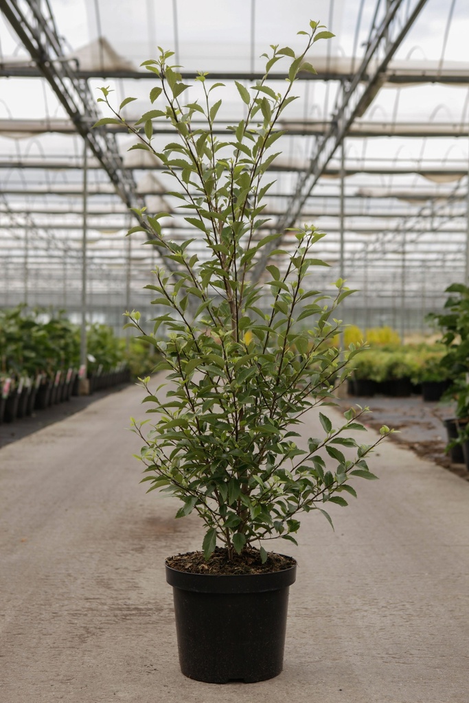 [P] Hoheria sexstylosa 'Stardust' cont. 12L 80-100 cm +B
