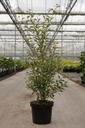 Hoheria sexstylosa 'Stardust' cont. 12L 80-100 cm +ф