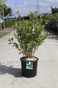 Hoheria sexstylosa 'Stardust' cont. 12L 80-100 cm +f