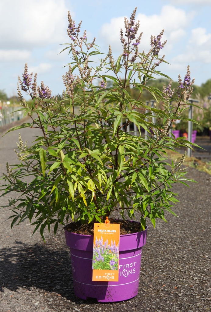 [P] Vitex agnus-castus First Editions® 'Delta Blues®' cont. 10L déco 60-80 cm +p