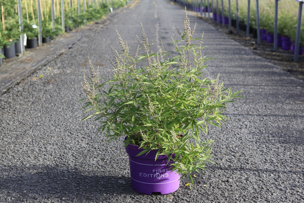 Vitex agnus-castus First Editions® 'Delta Blues®' cont. 10L deco 60-80 cm +p