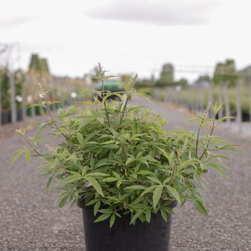 [P] Vitex agnus-castus First Editions® 'Galactic Pink®' cont. 10L deco 60-80 cm +ф