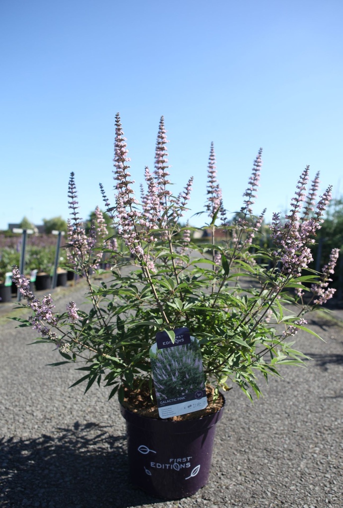 [P] Vitex agnus-castus First Editions® 'Galactic Pink®' cont. 10L deco 60-80 cm +ф