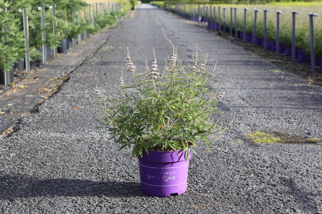 Vitex agnus-castus First Editions® 'Galactic Pink®' cont. 10L deco 60-80 cm +p