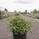 Vitex agnus-castus First Editions® 'Galactic Pink®' cont. 10L deco 60-80 cm +B