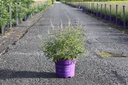 Vitex agnus-castus First Editions® 'Galactic Pink®' cont. 10L deco 60-80 cm +p