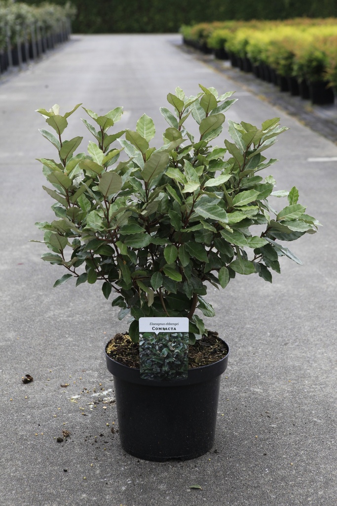 Elaeagnus ebbingei 'Compacta' Kont. 7,5L 60-80 cm