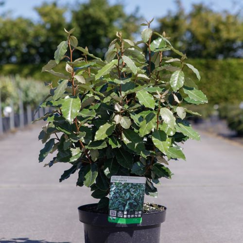 Elaeagnus ebbingei 'Compacta' cont. 7,5L 60-80 cm