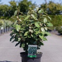 Elaeagnus ebbingei 'Compacta' cont. 7,5L 60-80 cm
