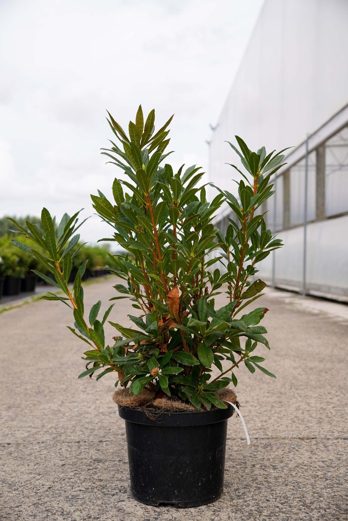 [P] Rhododendron (AK) luteum cont. 5L 40-50 cm (geel) +f