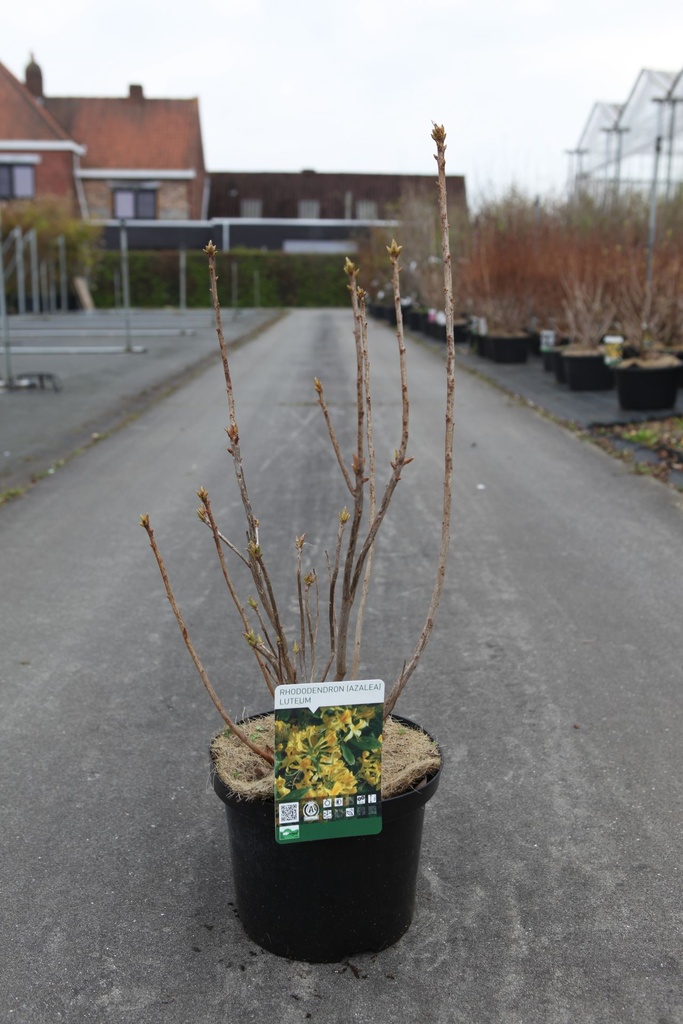 [P] Rhododendron (AK) luteum cont. 5L 40-50 cm (gelb) +B