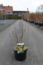 Rhododendron (AK) luteum cont. 5L 40-50 cm (yellow) +p