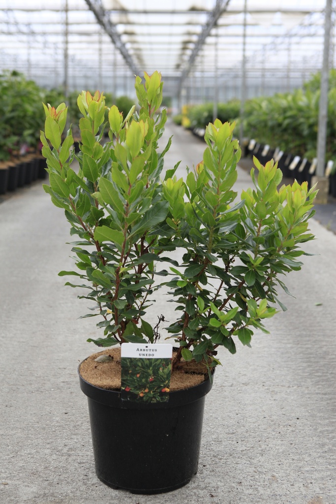 Arbutus unedo cont. 10L 60-80 cm +f