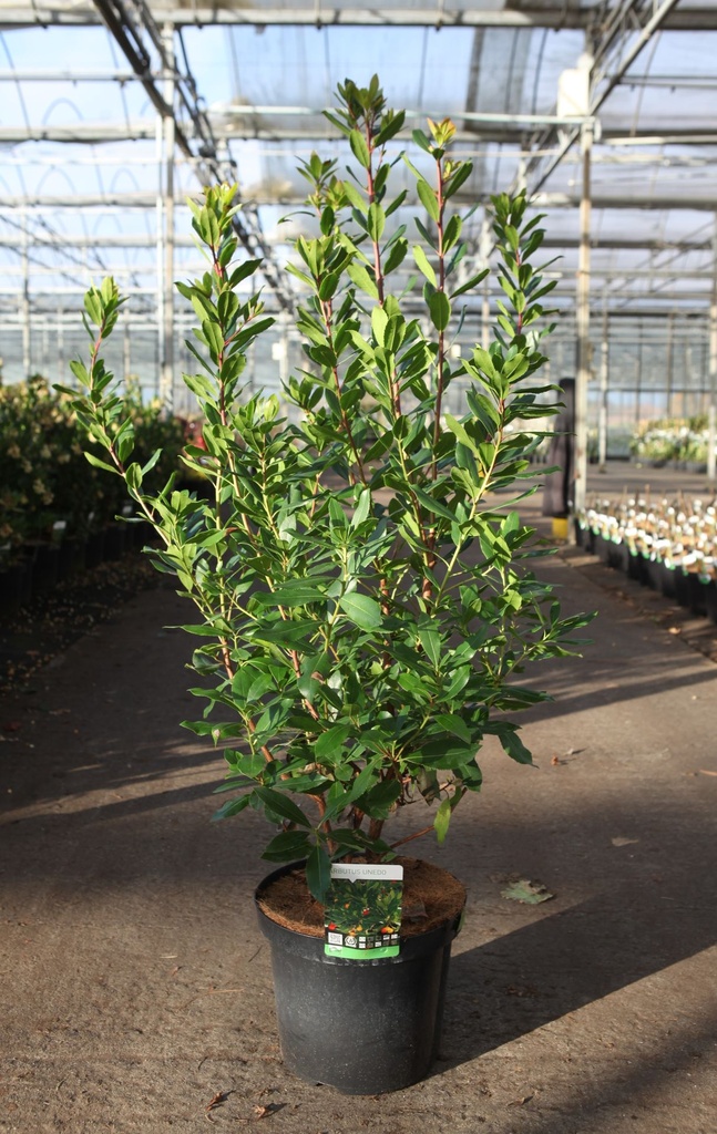 [P] Arbutus unedo cont. 10L 60-80 cm +p