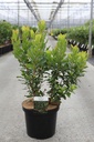 Arbutus unedo cont. 10L 60-80 cm +ф