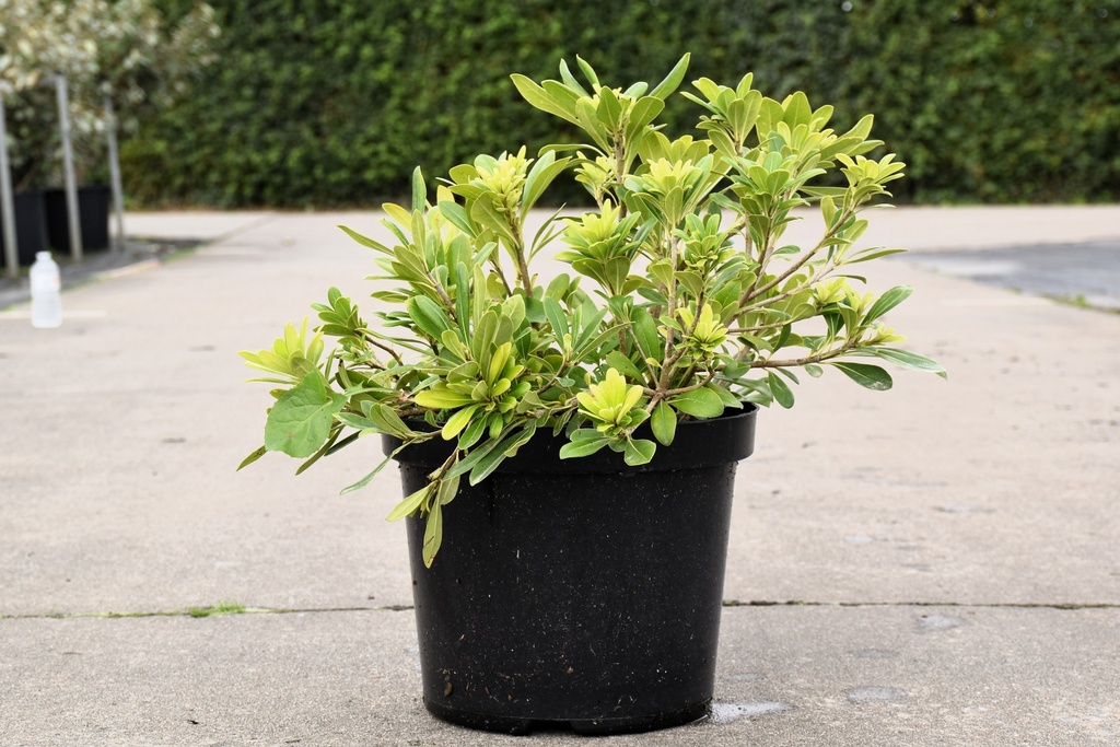 Pittosporum tobira 'Nanum' cont. 10L 40-50 cm +ф