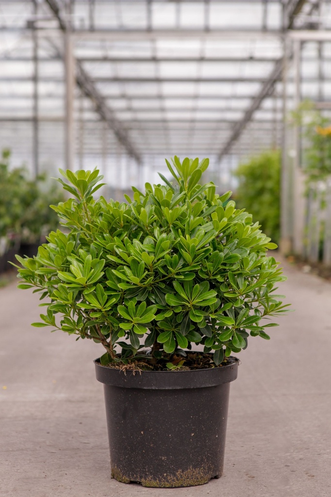 [P] Pittosporum tobira 'Nanum' cont. 10L 40-50 cm +p