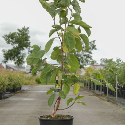 Magnolia 'Daphne' cont. 18L 125-150 cm +ф