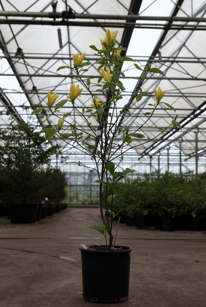 Magnolia 'Daphne' cont. 18L 125-150 cm +f
