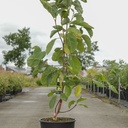 Magnolia 'Daphne' cont. 18L 125-150 cm +ф