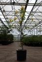 Magnolia 'Daphne' cont. 18L 125-150 cm +ф
