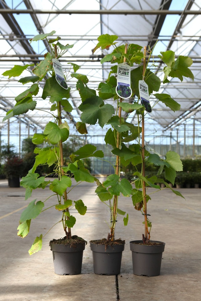 Vitis 'Boskoop Glory' cont. 2L high 80-100 cm +ф