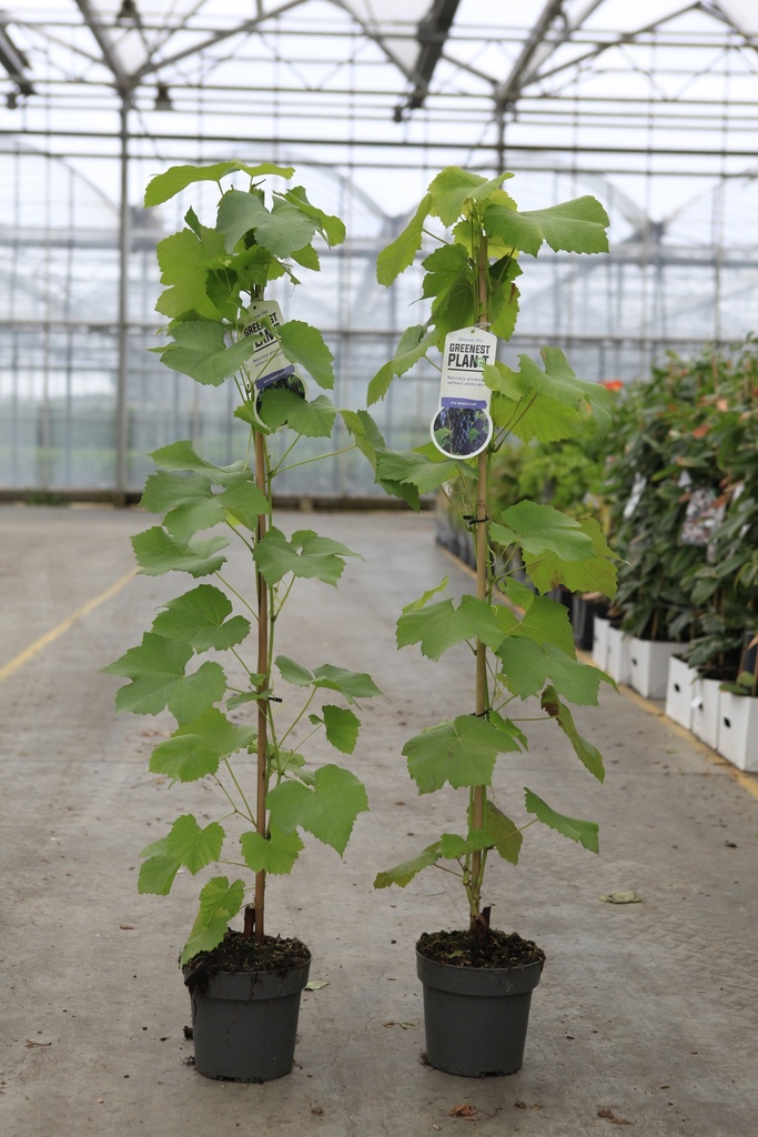 [P] Vitis 'Boskoop Glory' cont. 2L hoog 80-100 cm +f