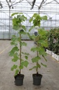 Vitis 'Boskoop Glory' cont. 2L выс. 80-100 cm +ф
