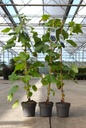 Vitis 'Boskoop Glory' cont. 2L hoog 80-100 cm +f