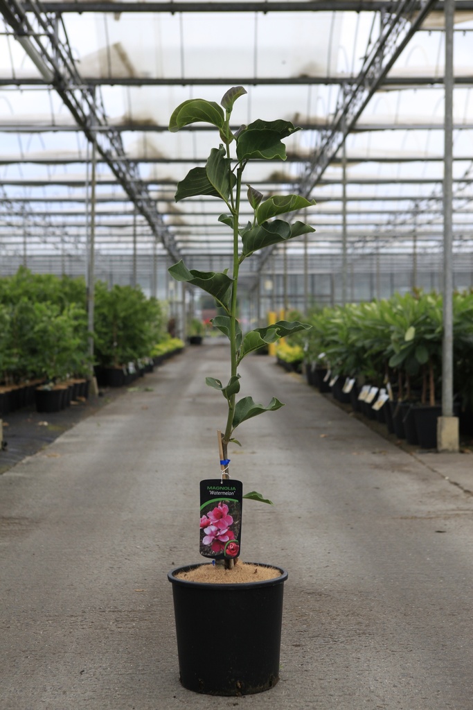 [P] Magnolia 'Watermelon' cont. 12L 80-100 cm +ф