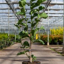 Magnolia 'Watermelon' cont. 12L 80-100 cm +B
