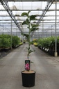 Magnolia 'Watermelon' cont. 12L 80-100 cm +B