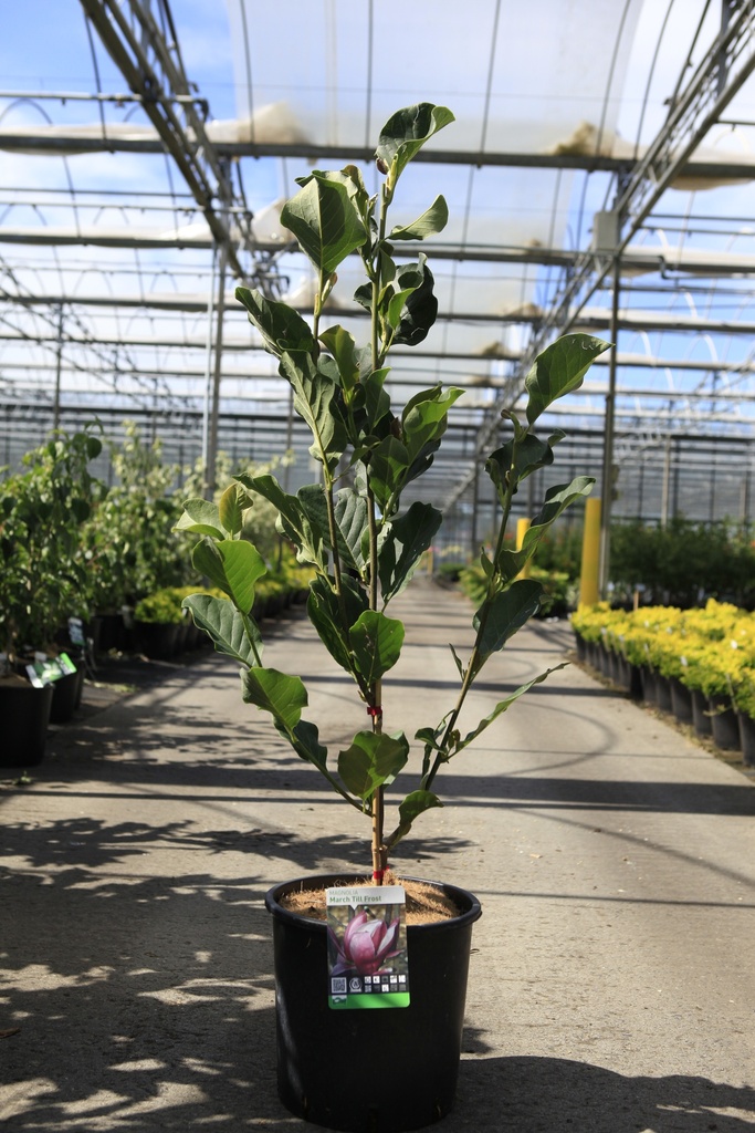 Magnolia 'March Till Frost' cont. 12L 80-100 cm +f