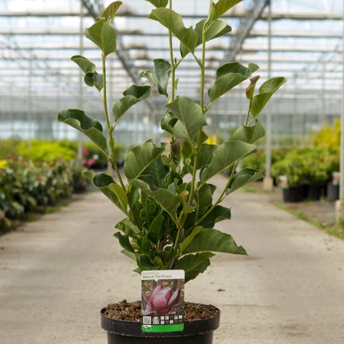 Magnolia 'March Till Frost' cont. 12L 80-100 cm +p