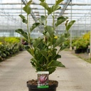 Magnolia 'March Till Frost' cont. 12L 80-100 cm +ф